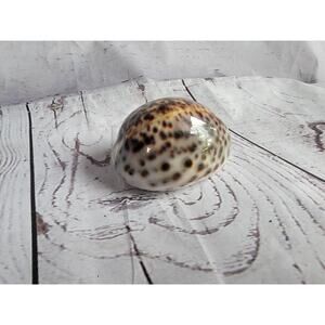 Tiger Cowrie Shell Cypraea Tigris Beach Crafts Ocean Decor 2.5 Inches
